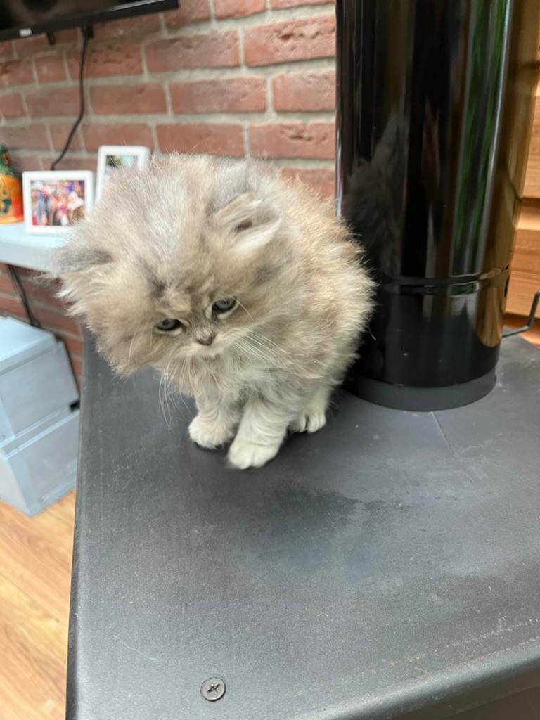 Perzische kater!! Zie omschrijving, Dieren en Toebehoren, Katten en Kittens | Raskatten | Langhaar, Kater