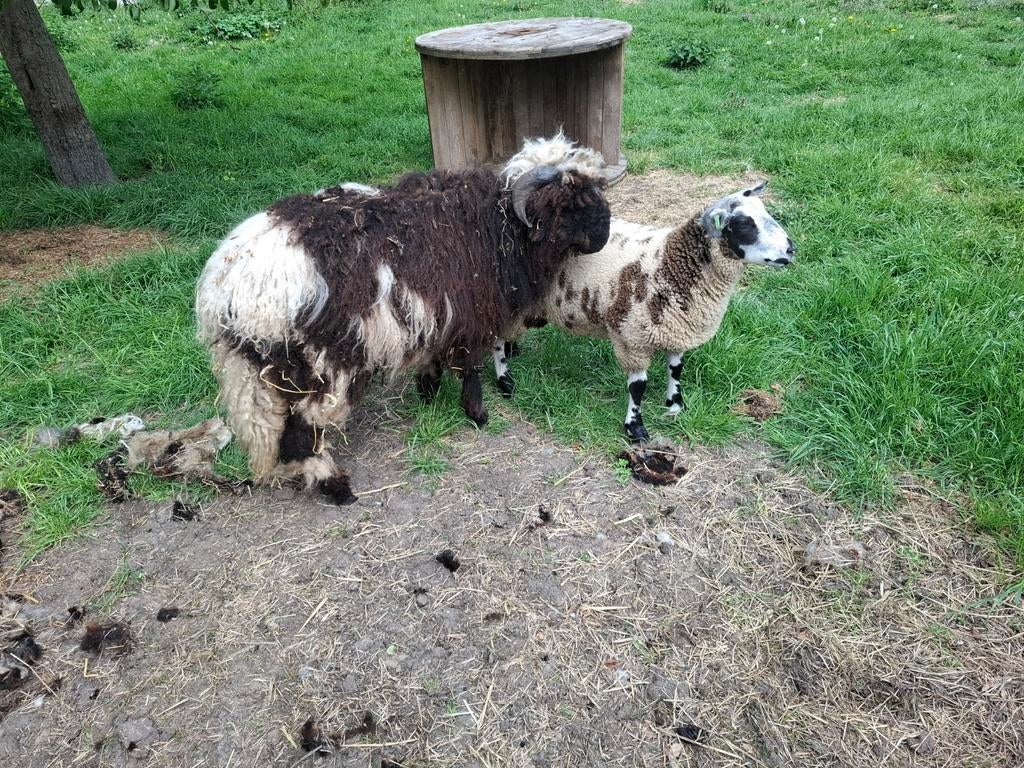 Spitty dekram walliser schwarznase, Dieren en Toebehoren, Schapen, Geiten en Varkens, Mannelijk, Schaap