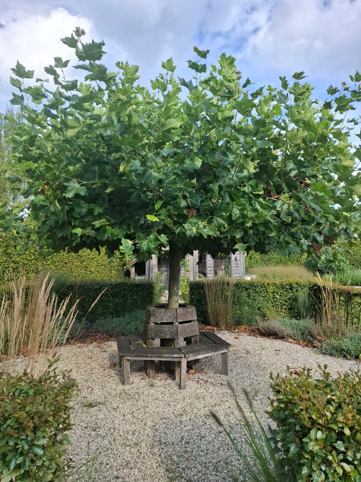 XXL Dakplataan – stamomtrek 55 cm, Tuin en Terras, Bloeit niet, Dakboom, 400 cm of meer, Ophalen