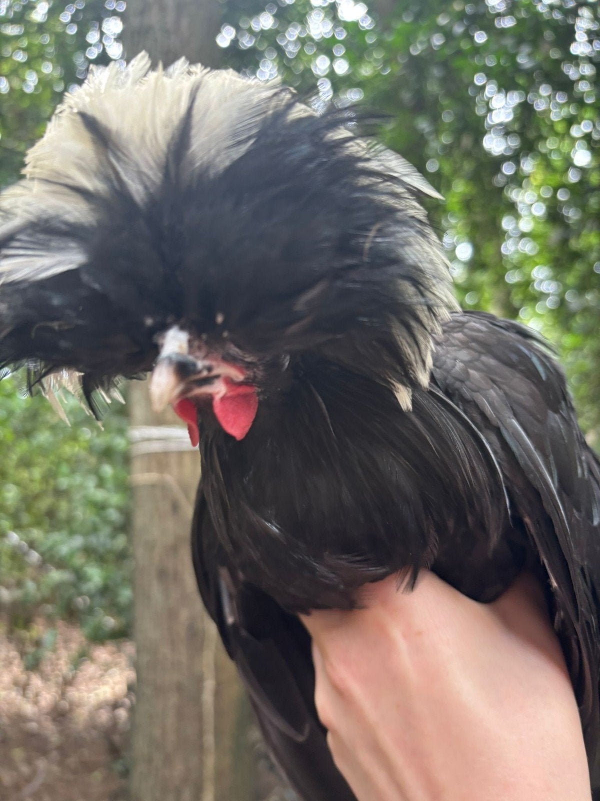 Padua hennen en hanen, Dieren en Toebehoren