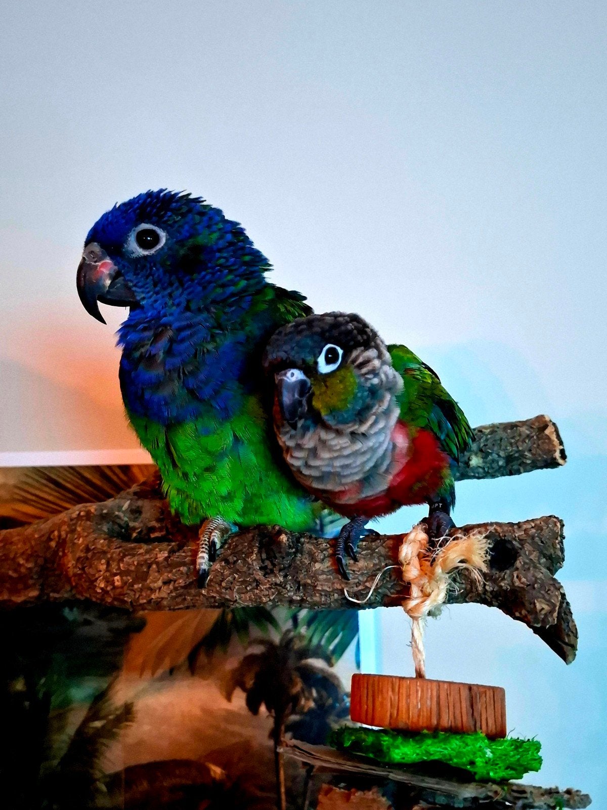 Pionus en pyrhurra perlata, Dieren en Toebehoren, Meerdere dieren, Papegaai, Pratend