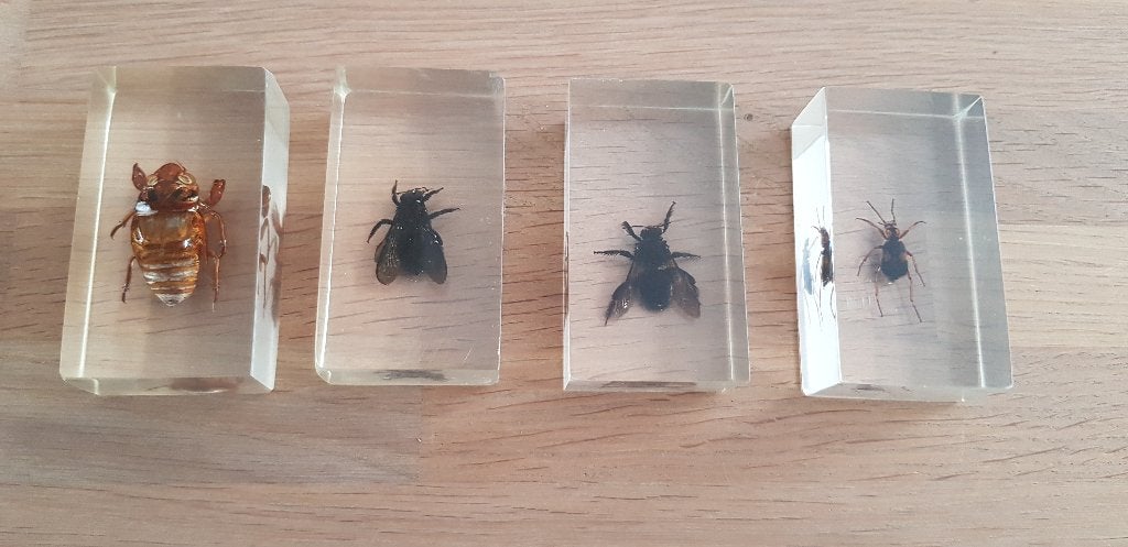 Unieke set van 4 echte insecten in harsblokken, Ophalen of Verzenden, Nieuw, Insect, Opgezet dier