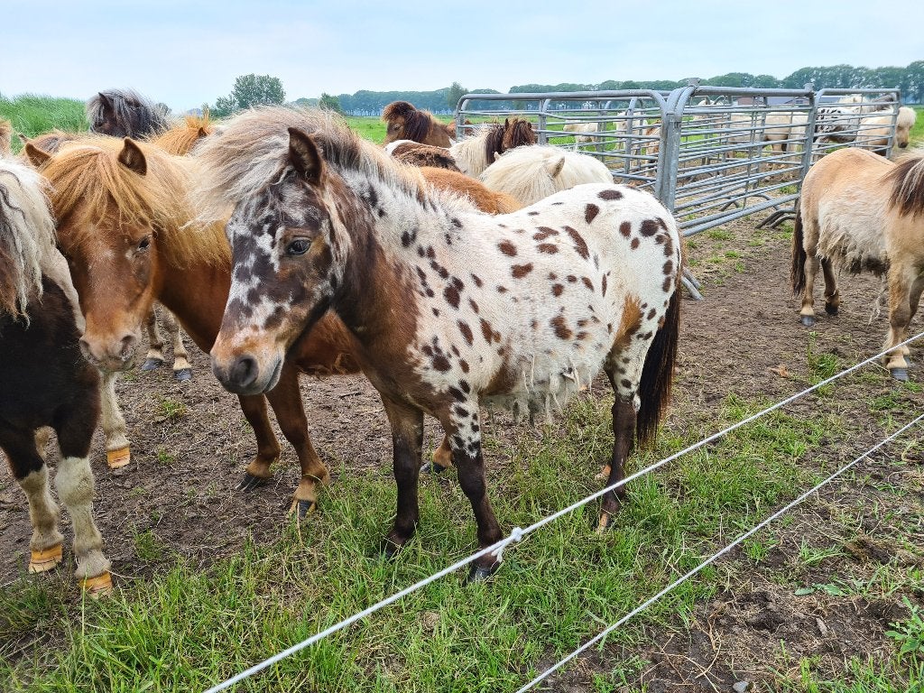 Prachtige Appaloosa mini paardje - Sprinkle, Dieren en Toebehoren, Merrie, Zadelmak, A pony (tot 1.17m), 3 tot 6 jaar