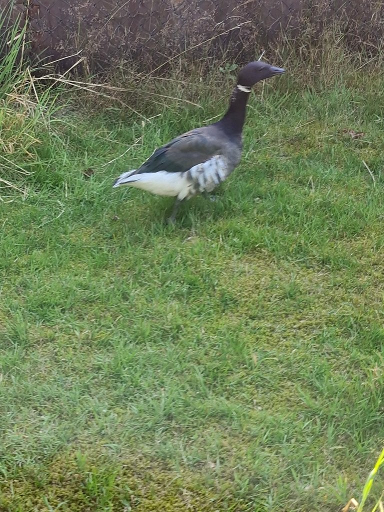pacific rotgans, Vrouwelijk, Gans of Zwaan
