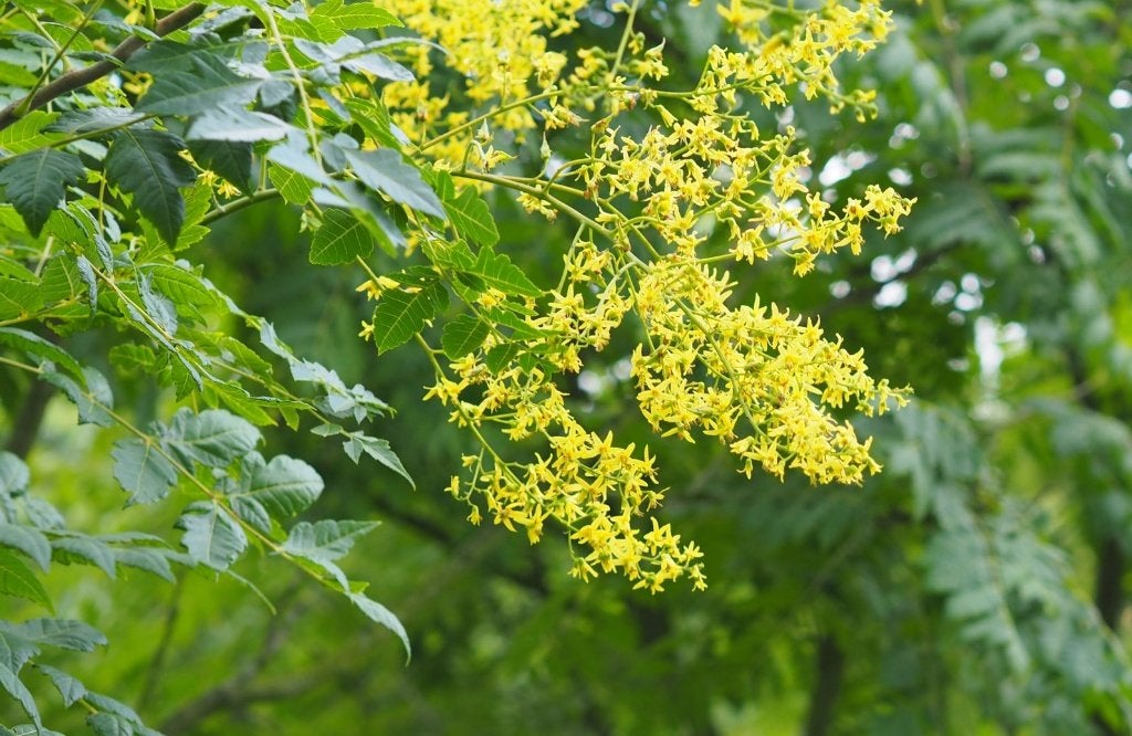 Koelreuteria paniculata (chinese vernisboom), Tuin en Terras, Planten | Bomen, Zomer, Volle zon, In pot, Overige soorten