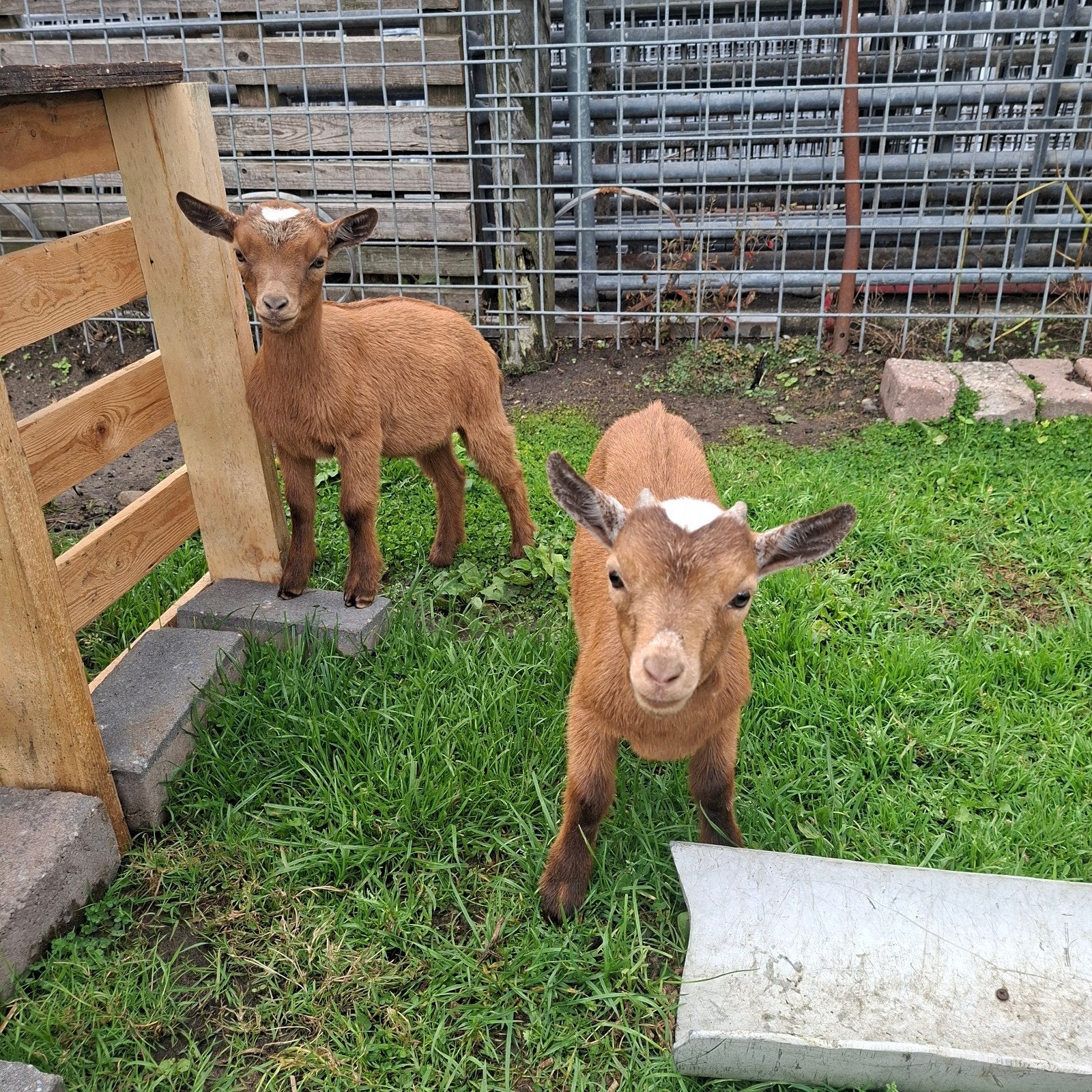 Dwerggeit met lammetjes, Dieren en Toebehoren, Meerdere dieren, Geit, 0 tot 2 jaar