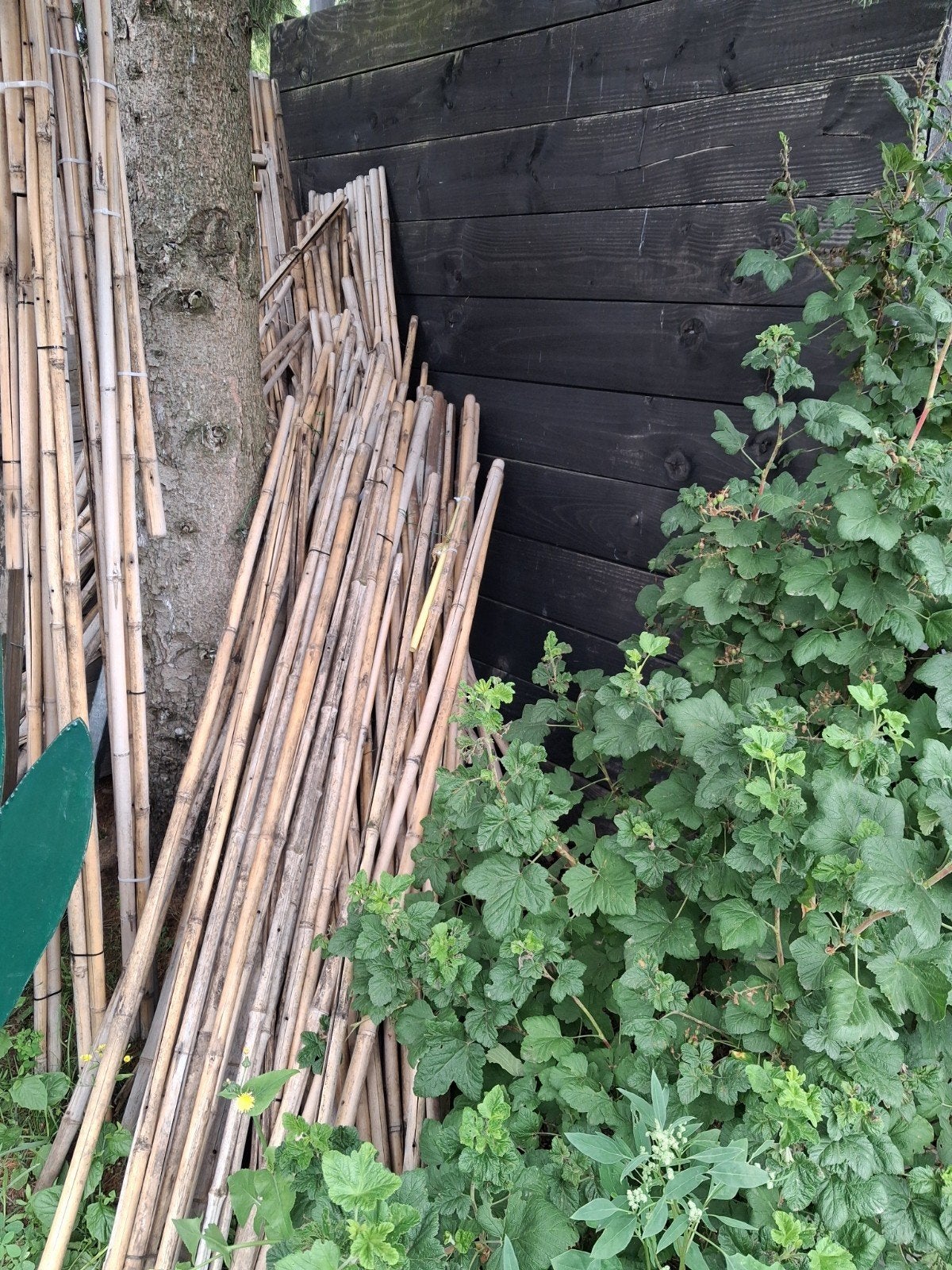 Gratis Bamboe stokken voor tuin of decoratie, Ophalen of Verzenden, Gebruikt