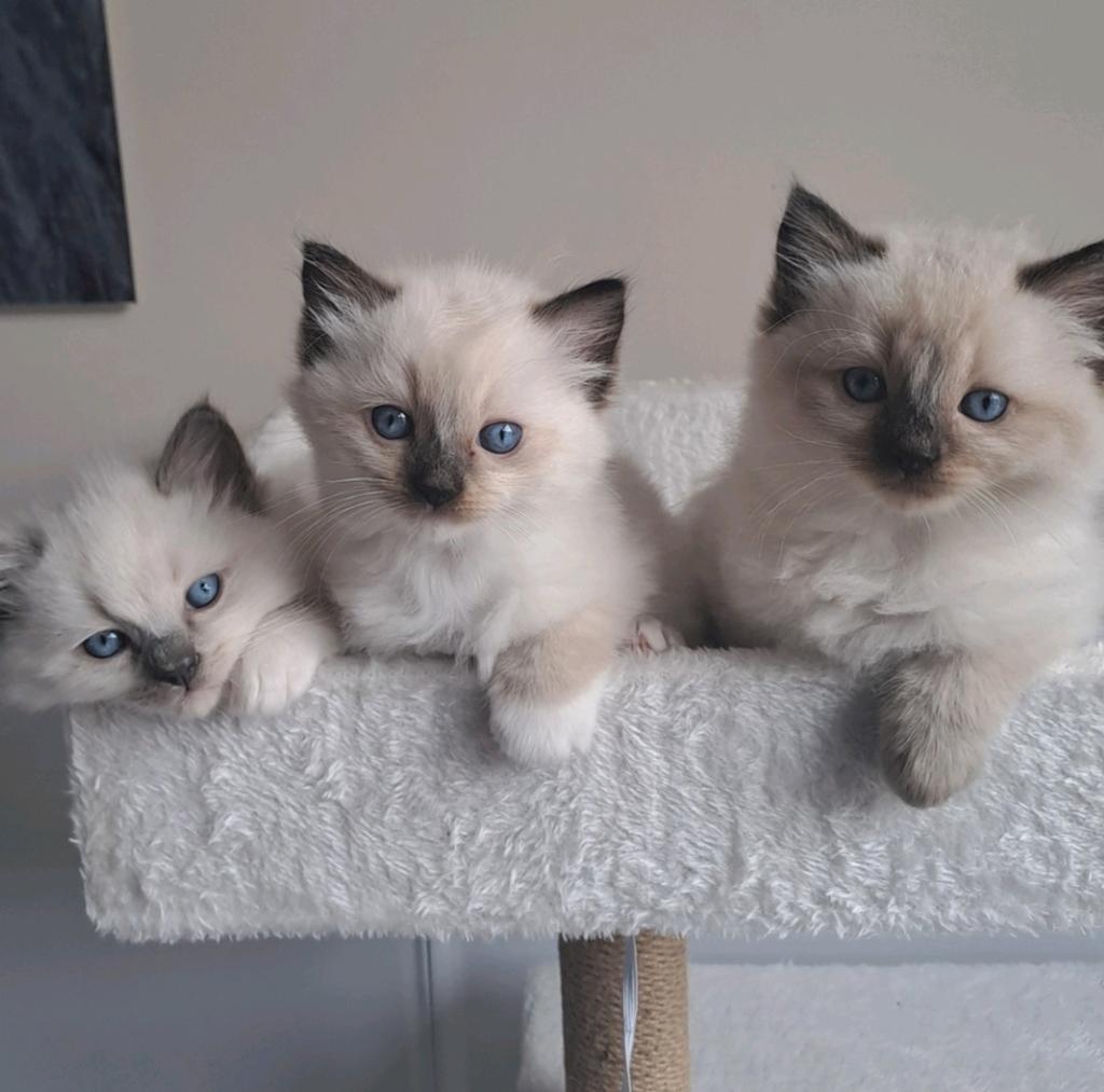 Nog 1 Ragdoll kitten te koop, Dieren en Toebehoren, Meerdere dieren, Ontwormd