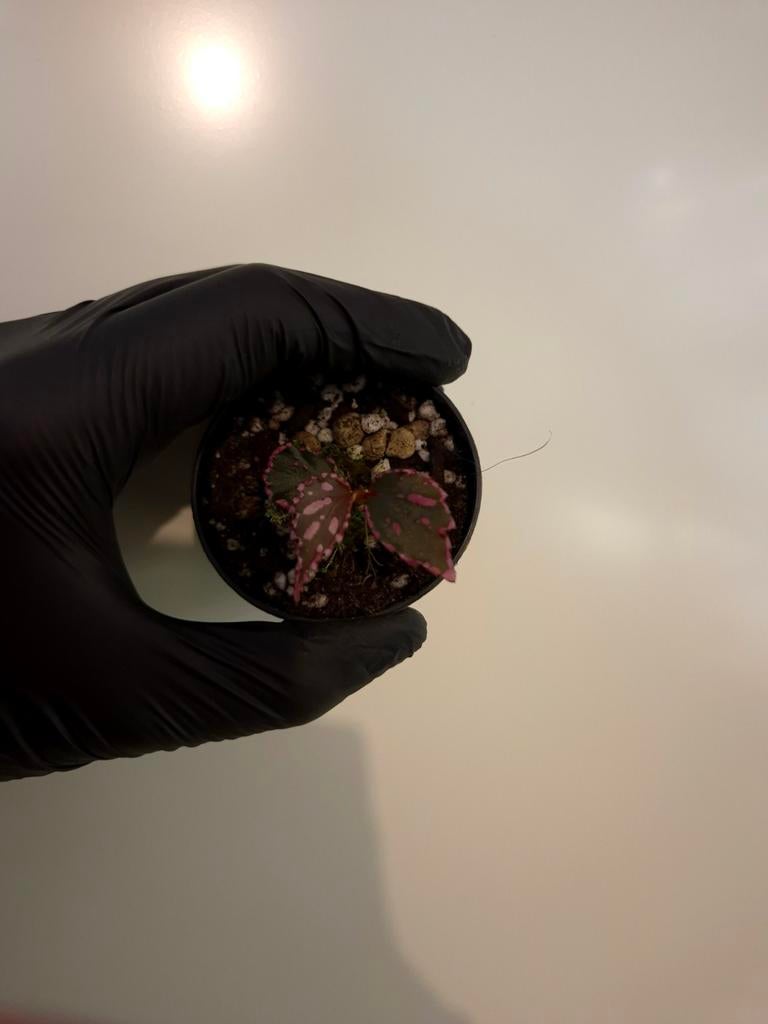 Begonia sp julau (zeldzaam), Ophalen of Verzenden, Halfschaduw, Minder dan 100 cm