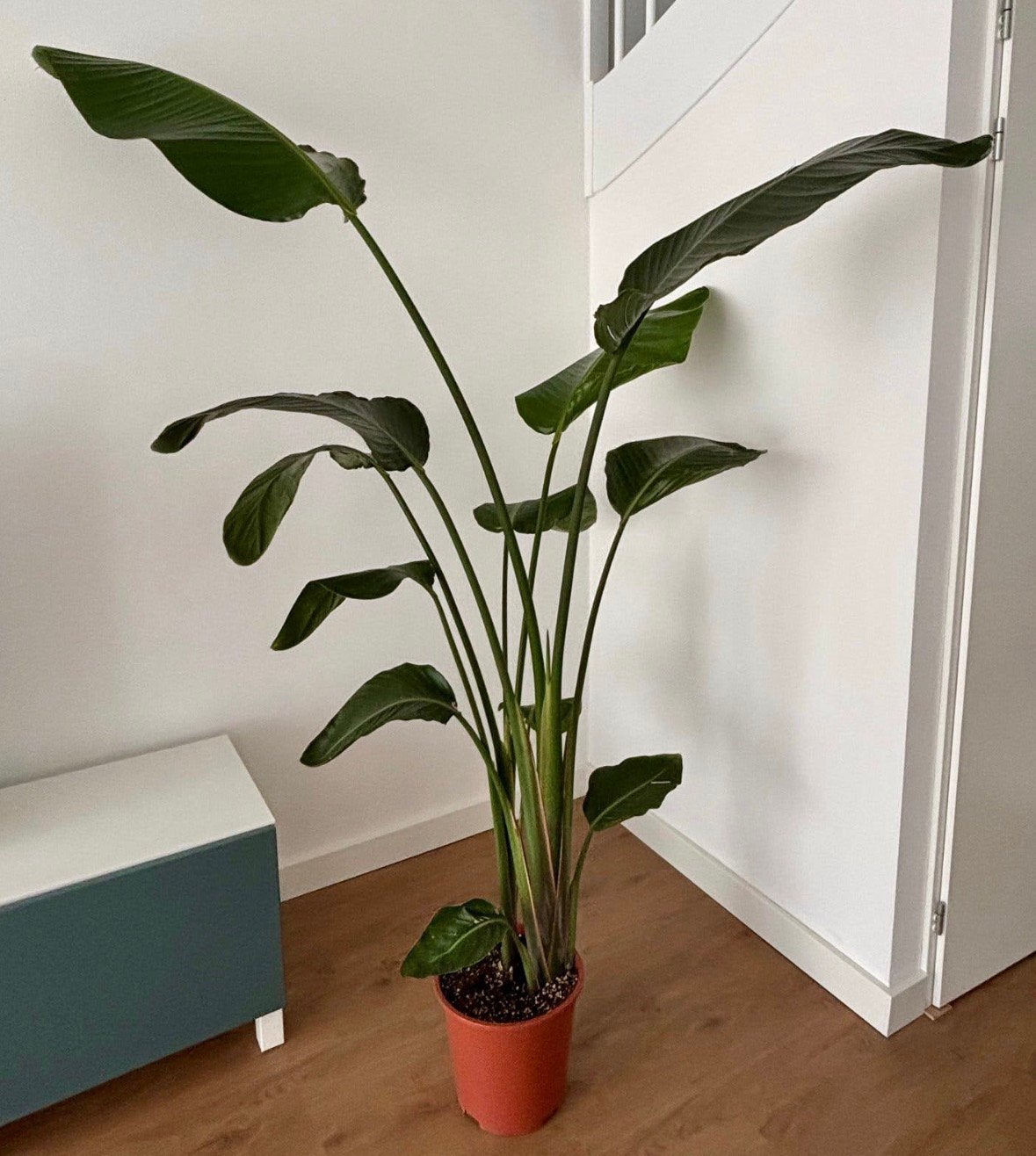 Kamerplant paradijsvogel plant - Strelitzia Nicolai 185cm, Ophalen, Halfschaduw, Minder dan 100 cm