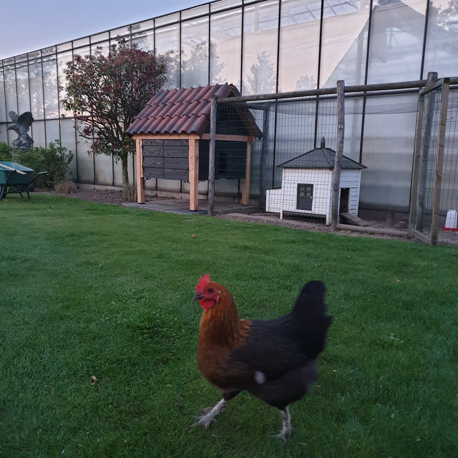 Groot kippenhok Douglas, Dieren en Toebehoren, Pluimvee | Toebehoren, Ophalen, Zo goed als nieuw, Kippenhok of Kippenren