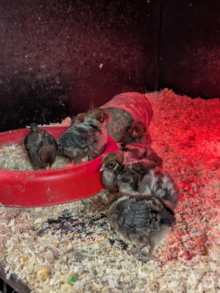 Kuikens goud en citroen brakel, Meerdere dieren, Kip