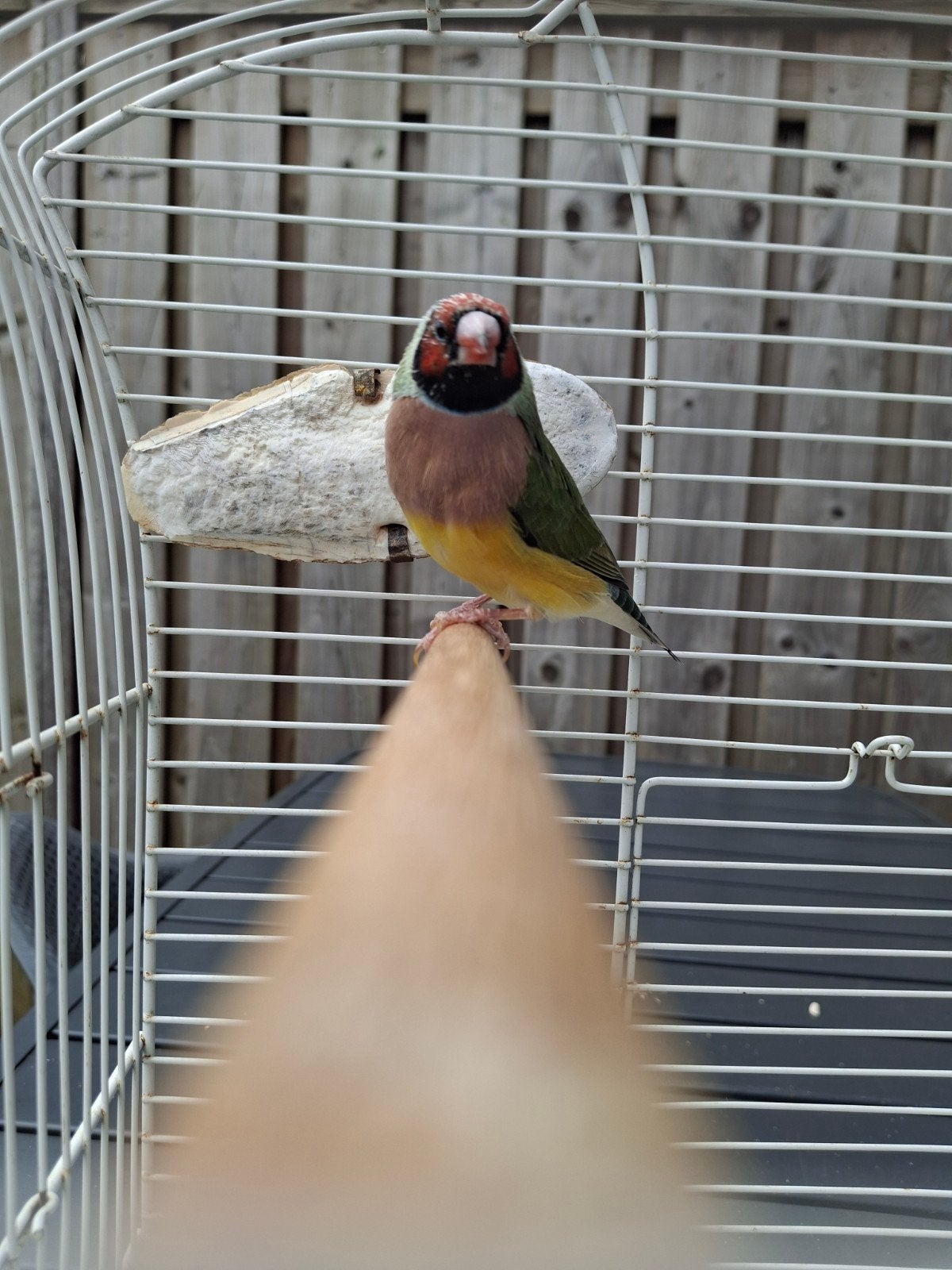 Gouldamadine 2x pop en 1x man, Dieren en Toebehoren, Meerdere dieren, Tropenvogel