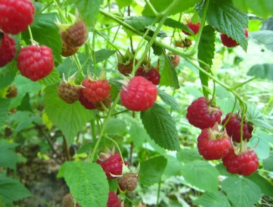 Frambozen planten, Tuin en Terras, Planten | Fruitbomen, Ophalen of Verzenden, Minder dan 100 cm, Overige soorten, Lente