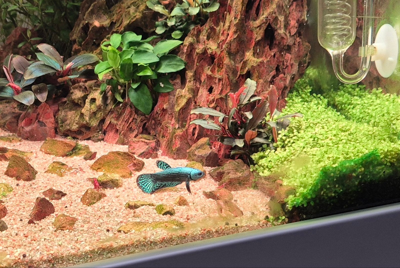 Betta Alien Plakat Groen Turquoise kempvis man, Vis