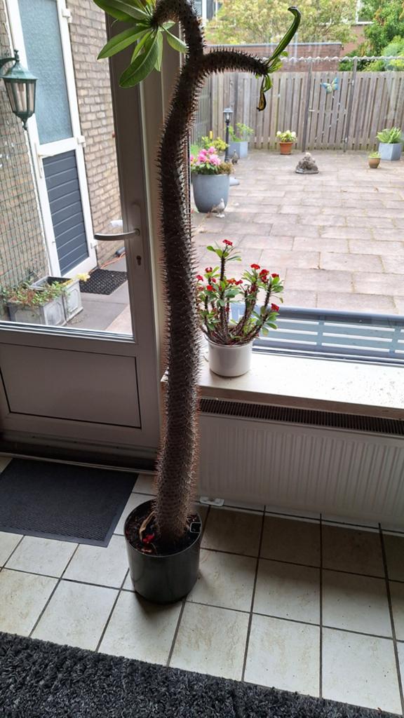 Madagascar palm, Ophalen, Cactus, Volle zon, 150 tot 200 cm