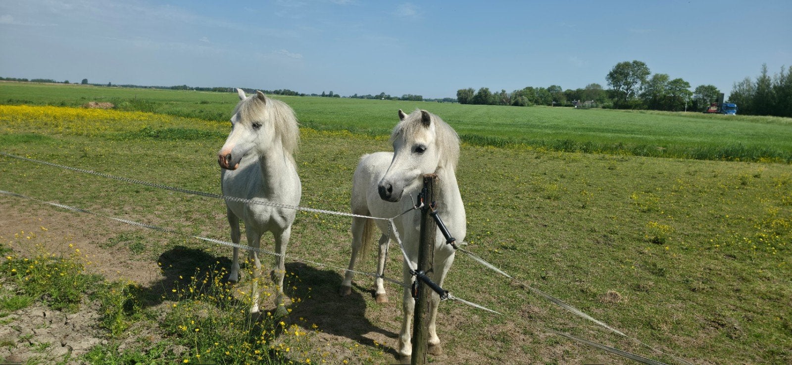 Twee Welsh pony's, Merrie, Minder dan 160 cm, Recreatiepaard, 3 tot 6 jaar
