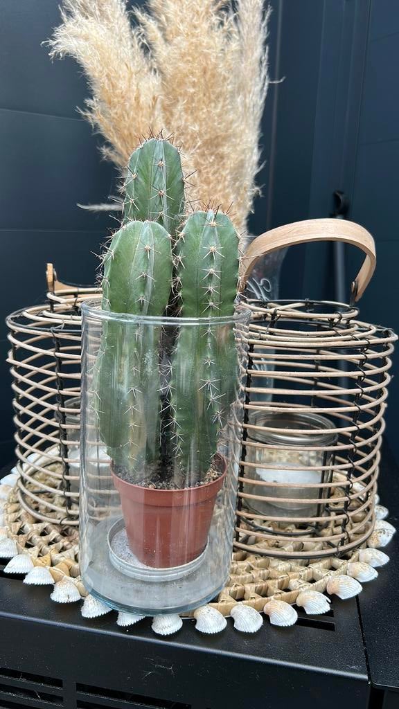 Grote voestijncactus 3 in een pot, Ophalen of Verzenden, Zo goed als nieuw, Rond, Hout