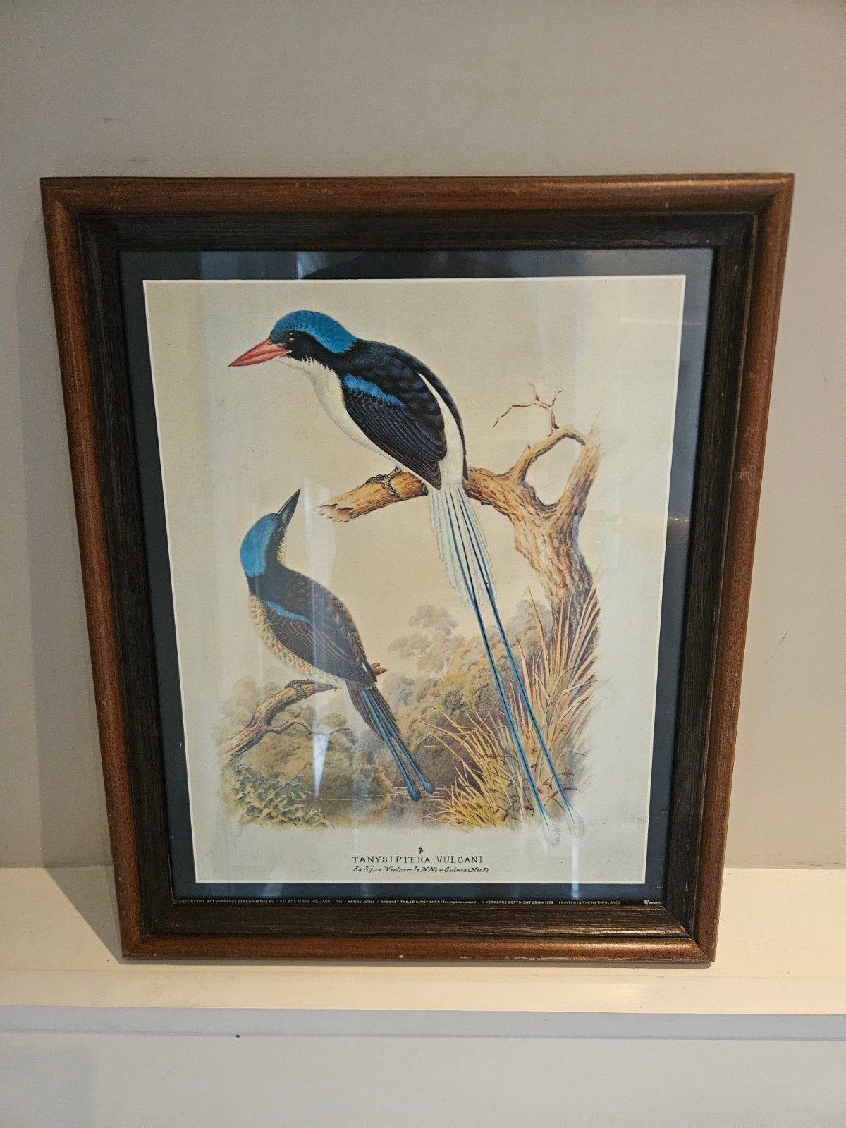 Vintage ingelijste print van twee Kingfishers, Ophalen, Dieren, Print, Papier