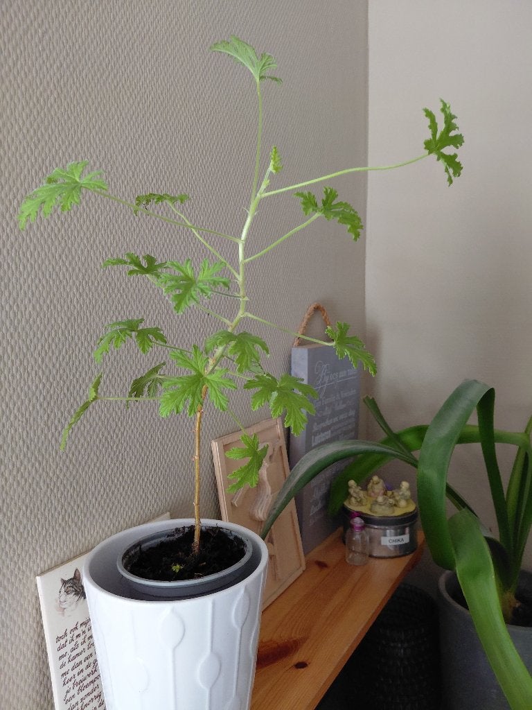 Citroen Geranium, Huis en Inrichting, Overige soorten, Minder dan 100 cm, Bloeiende kamerplant, Halfschaduw