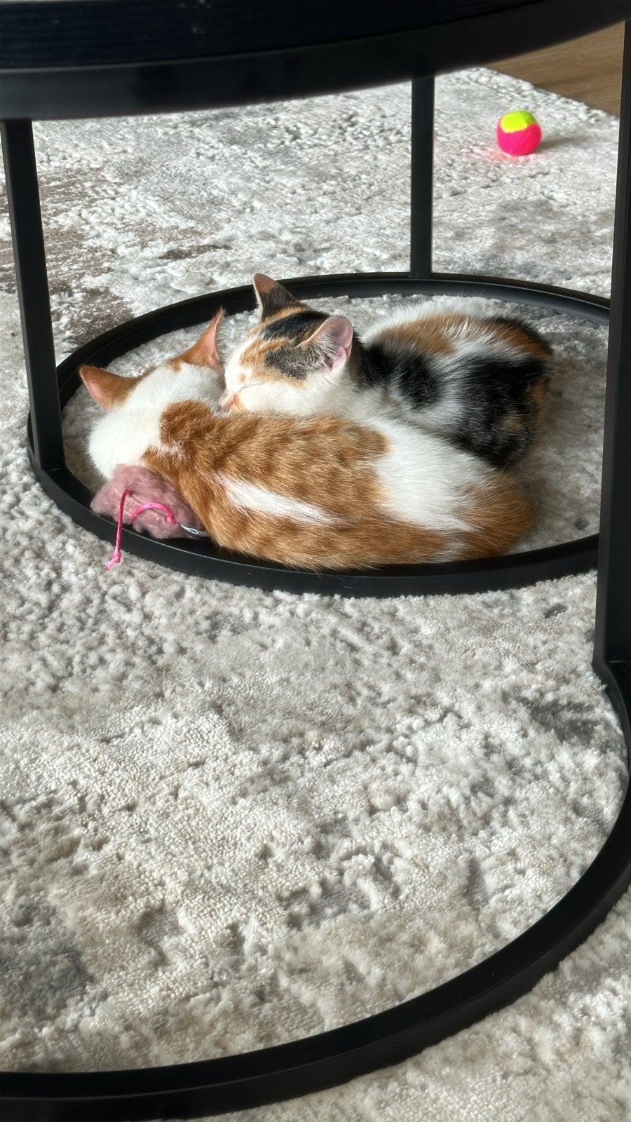 Lieve katjes zoeken een goud mandje, Dieren en Toebehoren, Katten en Kittens | Overige Katten, Kater