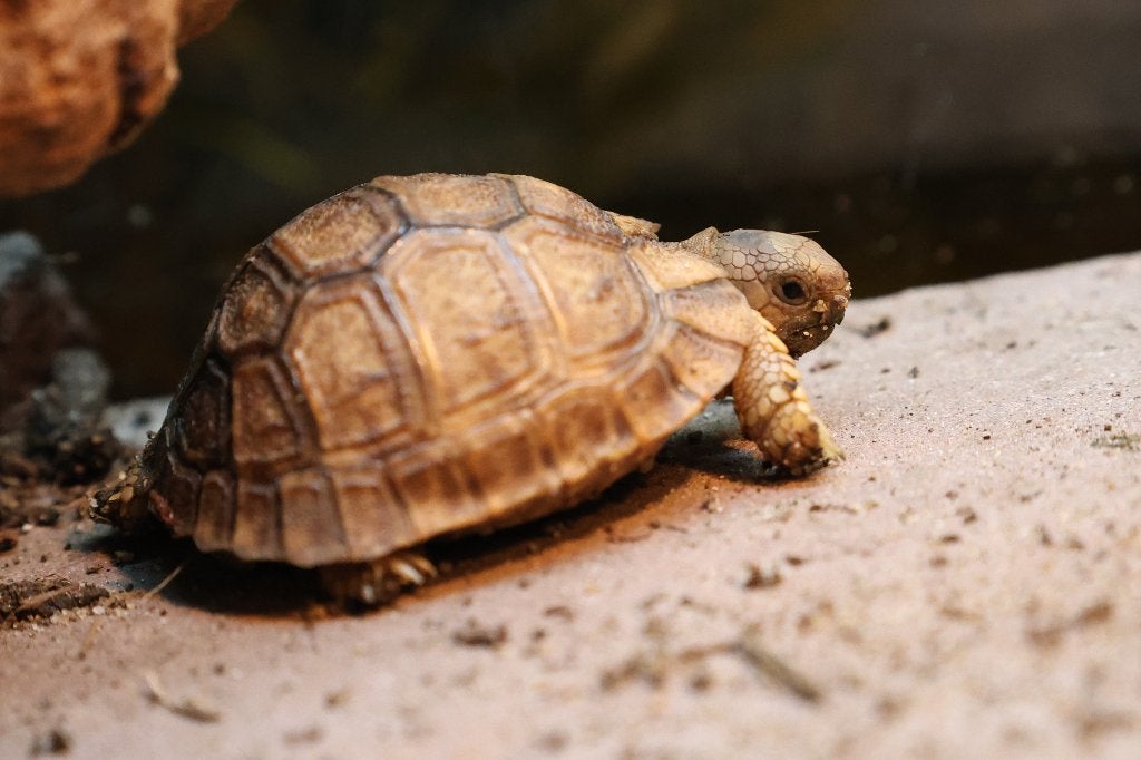 Diverse schildpadden en amfibieën. Tortoise - unknown for sale from Animal corner