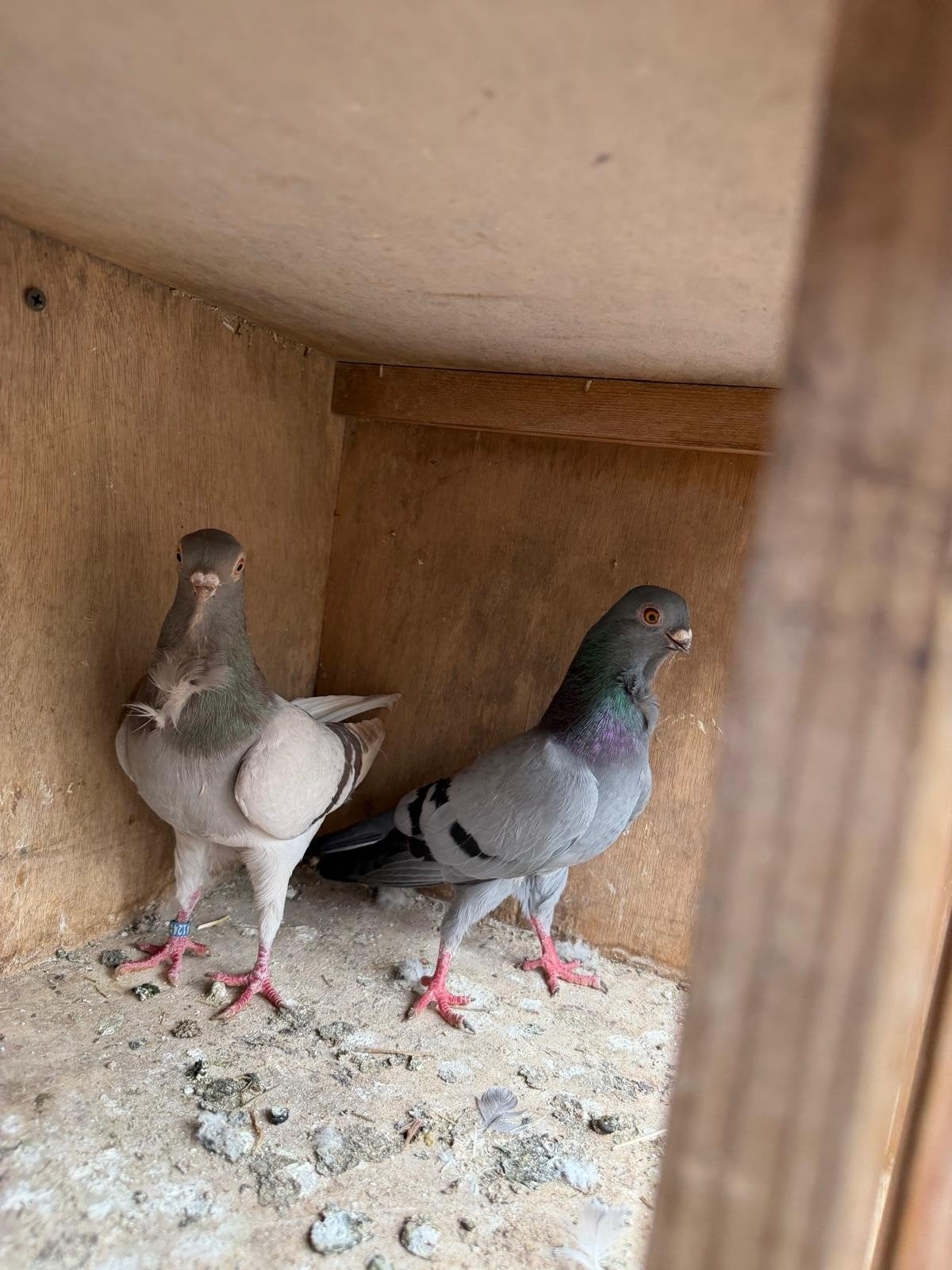 Sierduiven, Meerdere dieren, Overige soorten