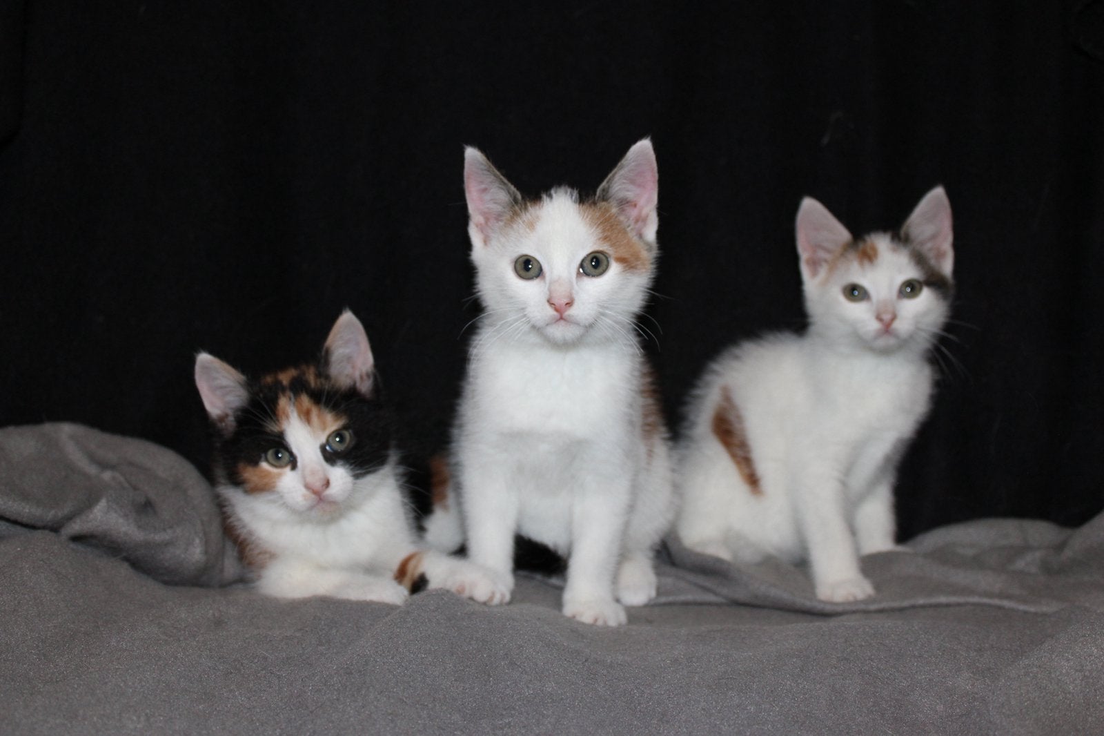 Leuke kittens