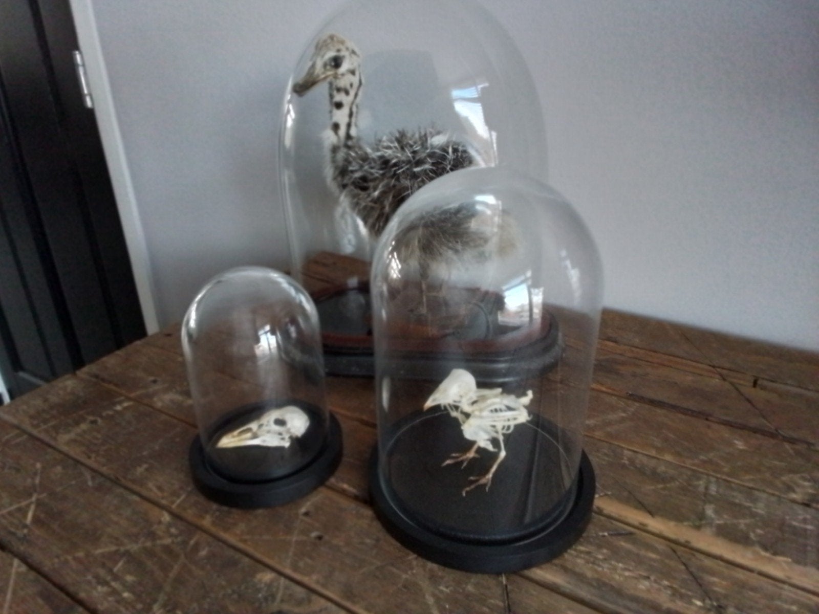 Skelet vogels in stolp, Ophalen of Verzenden, Vogel, Opgezet dier
