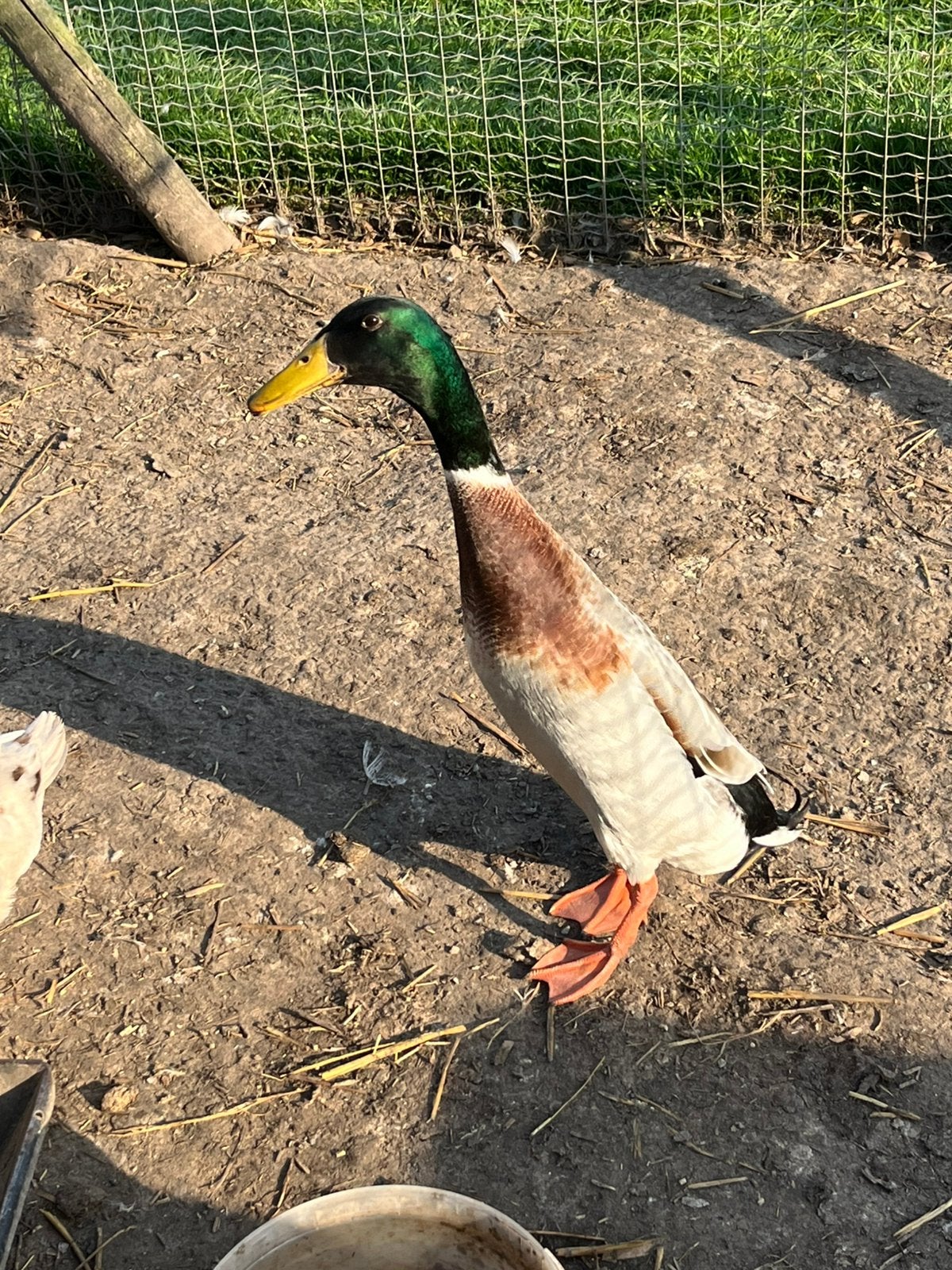Raszuivere Indische Loopeend WOERD, Dieren en Toebehoren, Pluimvee, Mannelijk, Eend