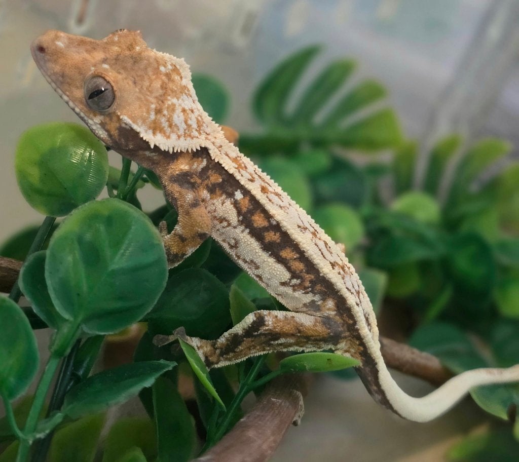Emptyback Tricolor Whitewall wimpergekko crested gecko vrouw, Dieren en Toebehoren, Hagedis, Tam, 0 tot 2 jaar