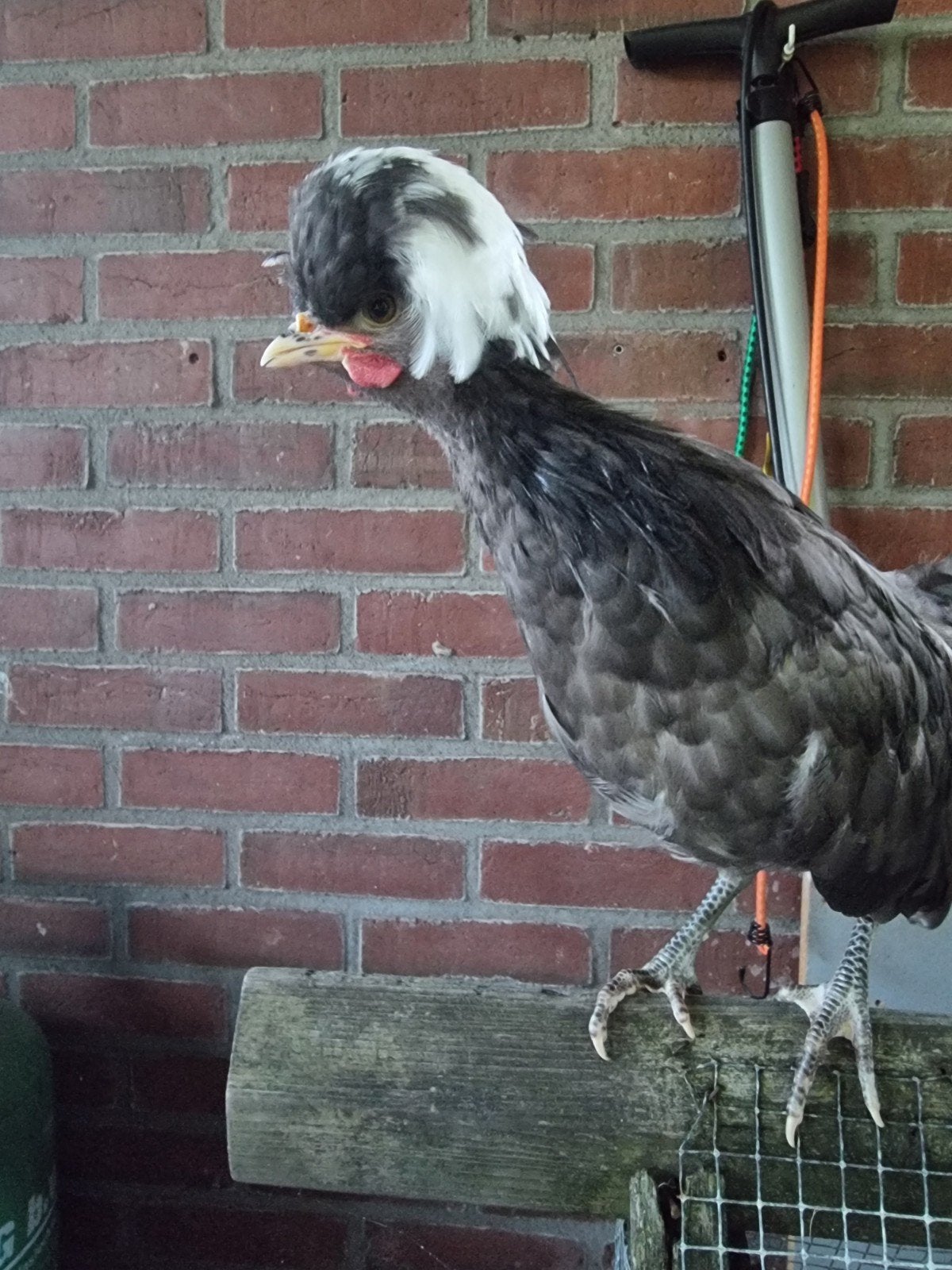 jonge kuifhoen haan, Mannelijk, Kip