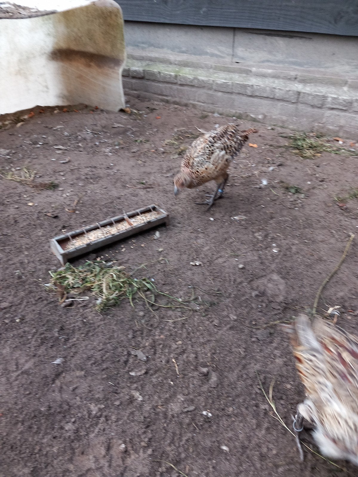 bosfazanten, Dieren en Toebehoren, Vrouwelijk, Kip
