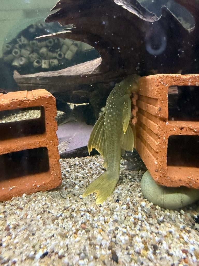 L200a - Baryancistrus demantoides - green phantom high fin