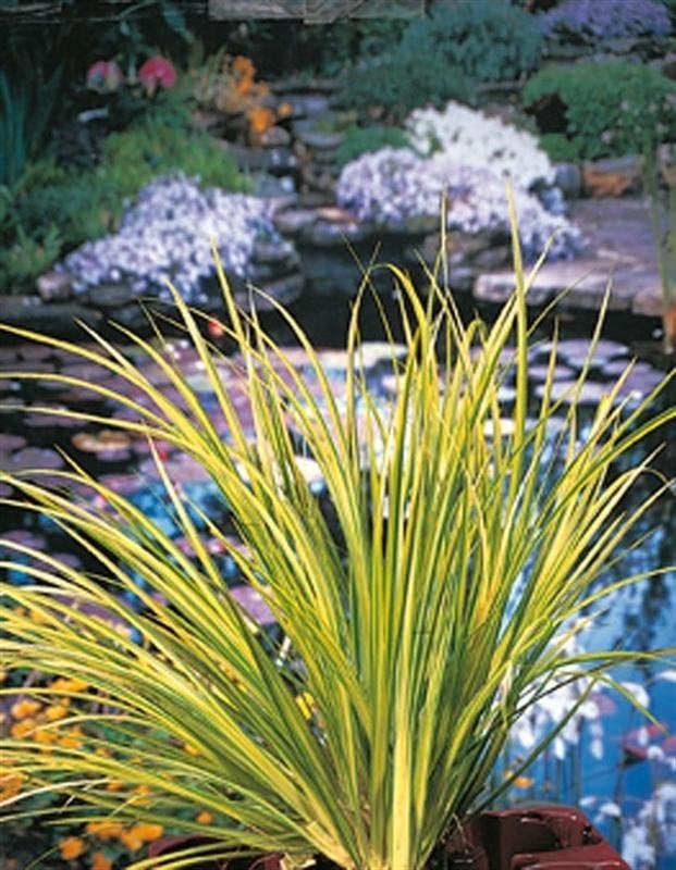 vijverplant, de grootste keus VIJVERPLANTEN., Volle zon, Vaste plant, Zomer, Ophalen