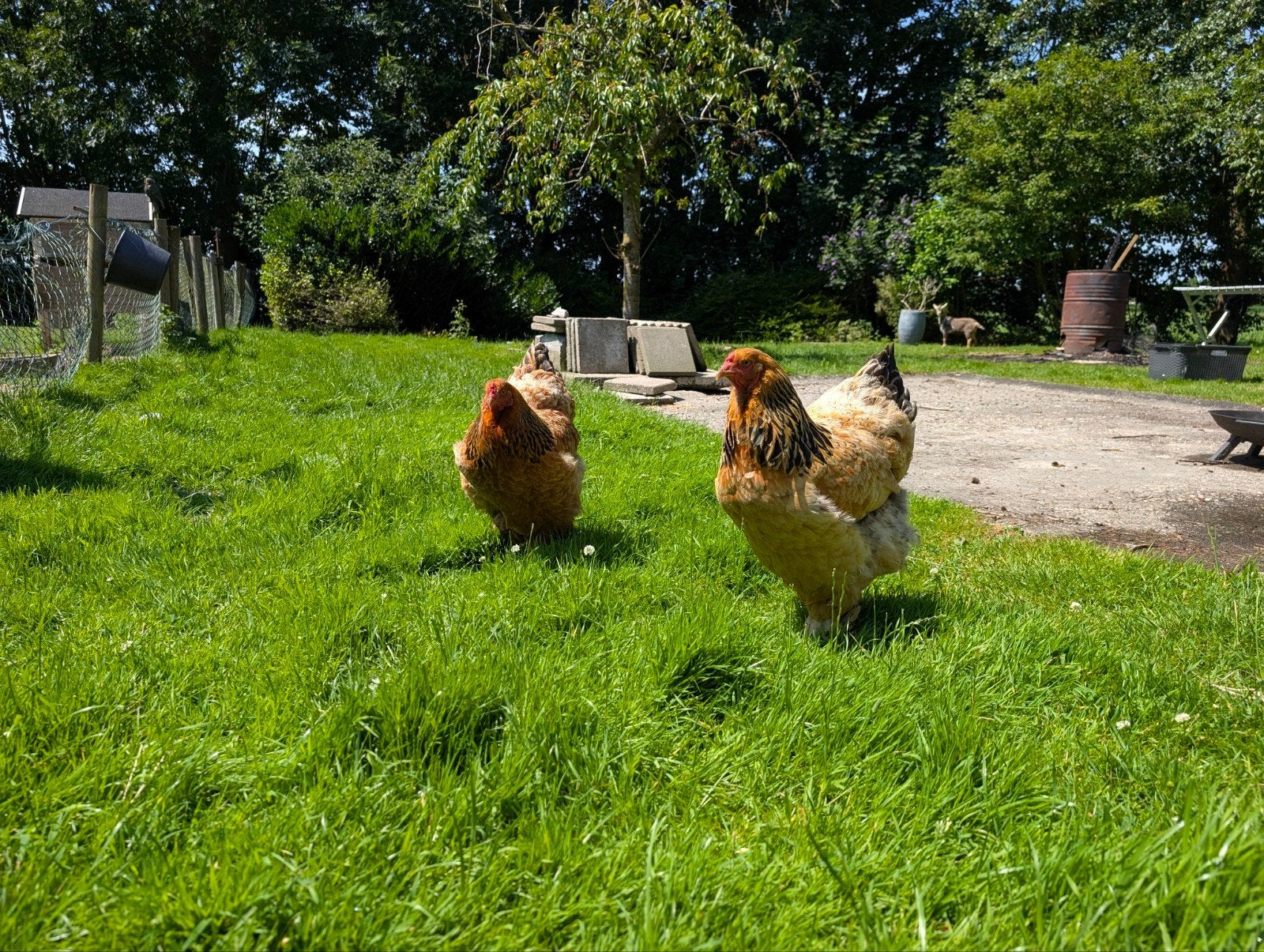 6 Brahma kippen, Vrouwelijk, Kip