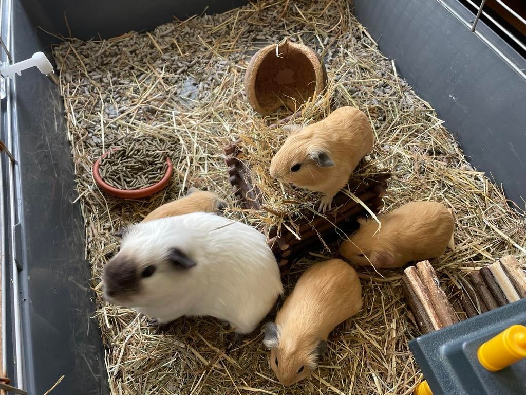Jonge cavia's - direct beschikbaar, Dieren en Toebehoren, Knaagdieren, Cavia, April, Meerdere dieren, Tam