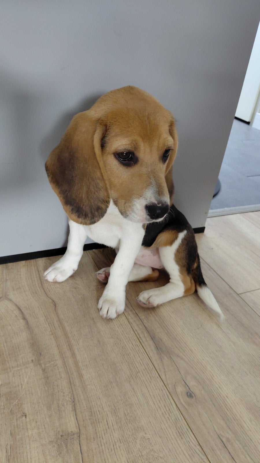 beagle puppy, Beagle, 15 weken tot 1 jaar, Teef, Eén hond