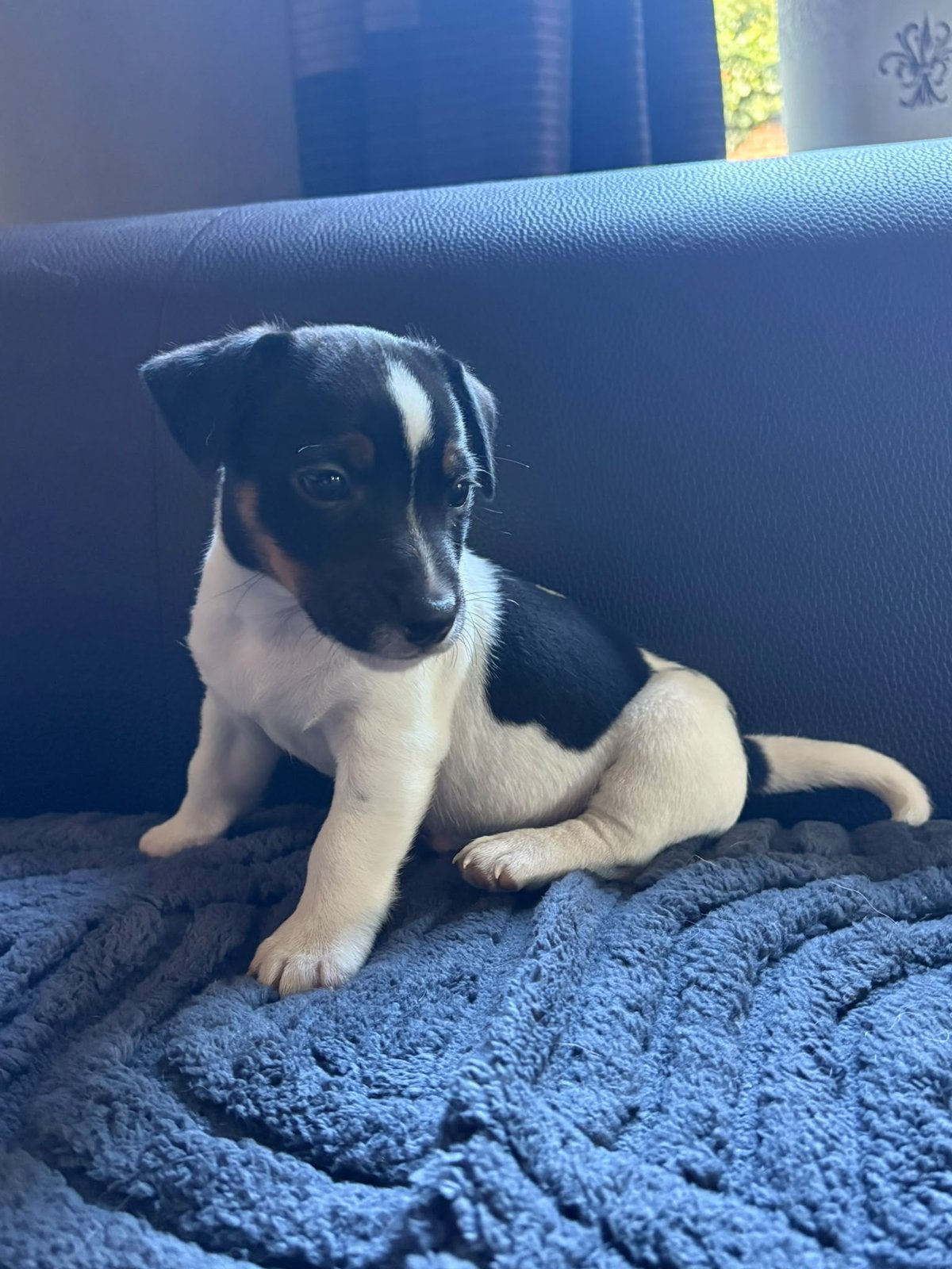 Geweldige kleinblijvende jack russell pups!, Dieren en Toebehoren, Jack Russell Terriër, Meerdere, Meerdere dieren, Nederland