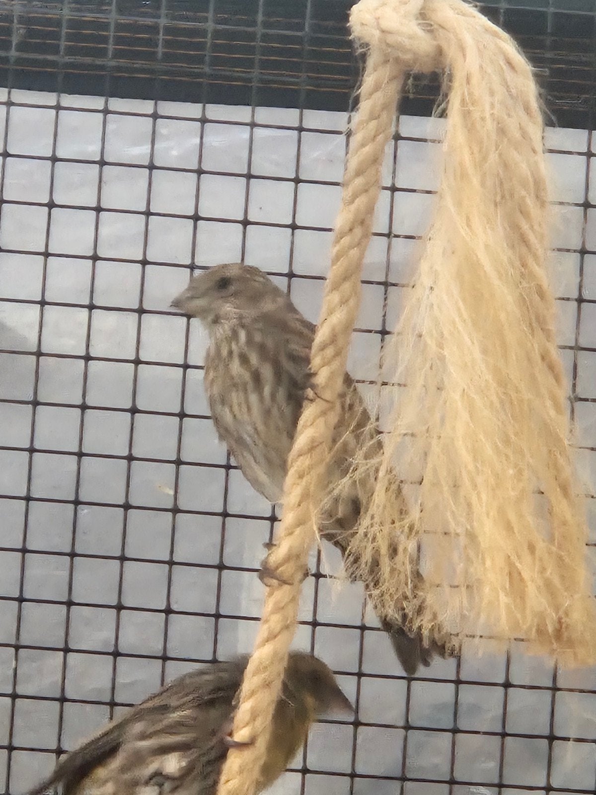 Mexicaanse roodmus jong, Dieren en Toebehoren
