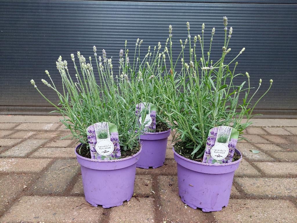 Lavandula Angustifolia 'Munstead' - Echte Lavendel H: 35 cm., Tuin en Terras, Planten | Tuinplanten, Volle zon, Vaste plant, Zomer