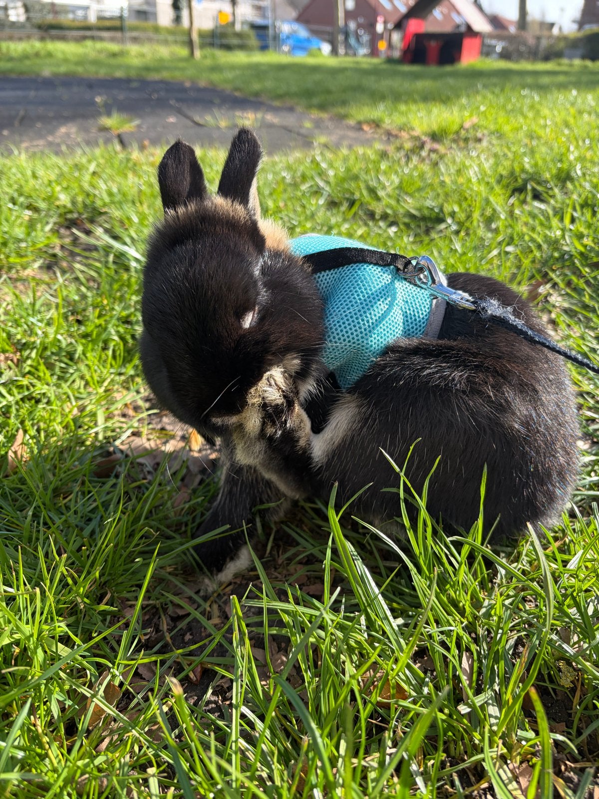Lieve konijnjes gratis op te halen, Dieren en Toebehoren, Konijnen, Mannelijk, Dwerg