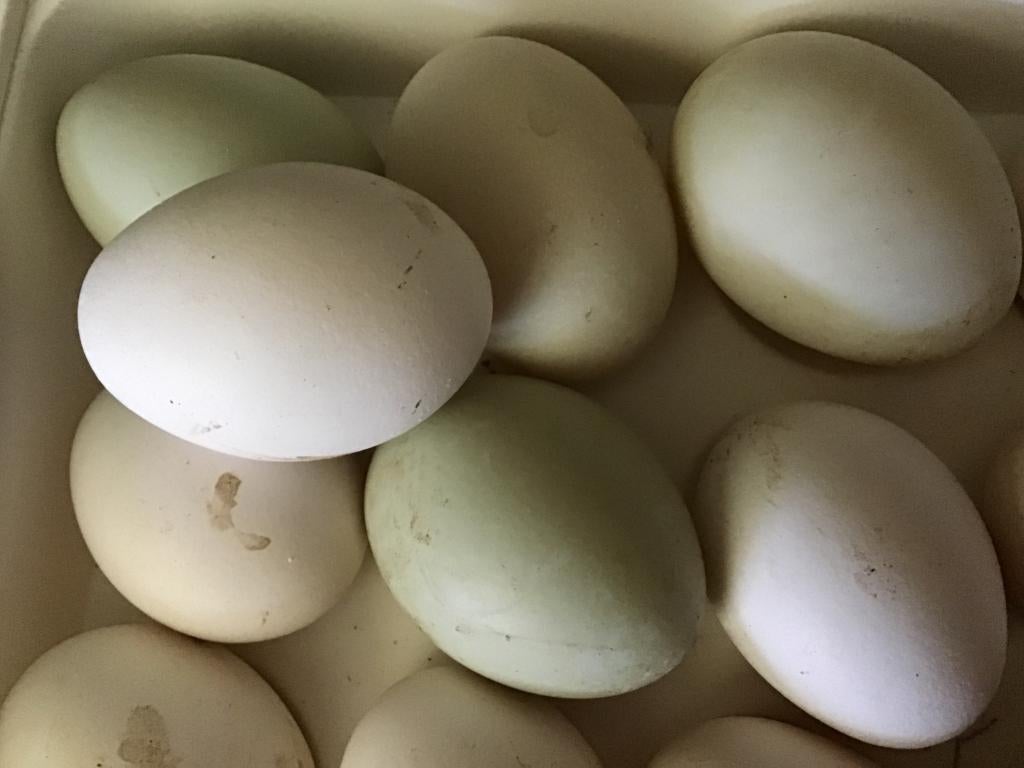 Loopeend Indisch broedeieren 60 cent per stuk, Geslacht onbekend, Eend