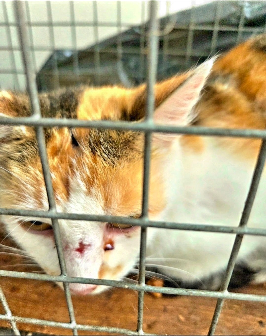 Van een leven vol zorgen naar een leven vol liefde – mama z, Poes, 6 jaar of ouder