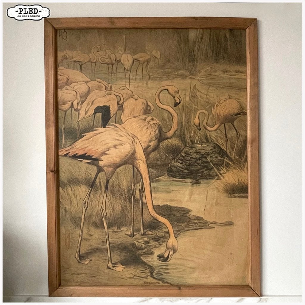 Oude schoolprent met flamingo's - met lijst- begin 20e eeuw, Antiek en Kunst, Antiek | Schoolplaten, Ophalen, Natuur en Biologie