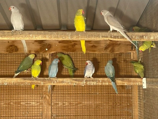 Halsband parkieten, Dieren en Toebehoren, Meerdere dieren, Parkiet