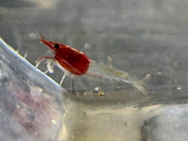 "Roodkapje" garnalen (neocaridina), Kreeft, Krab of Garnaal