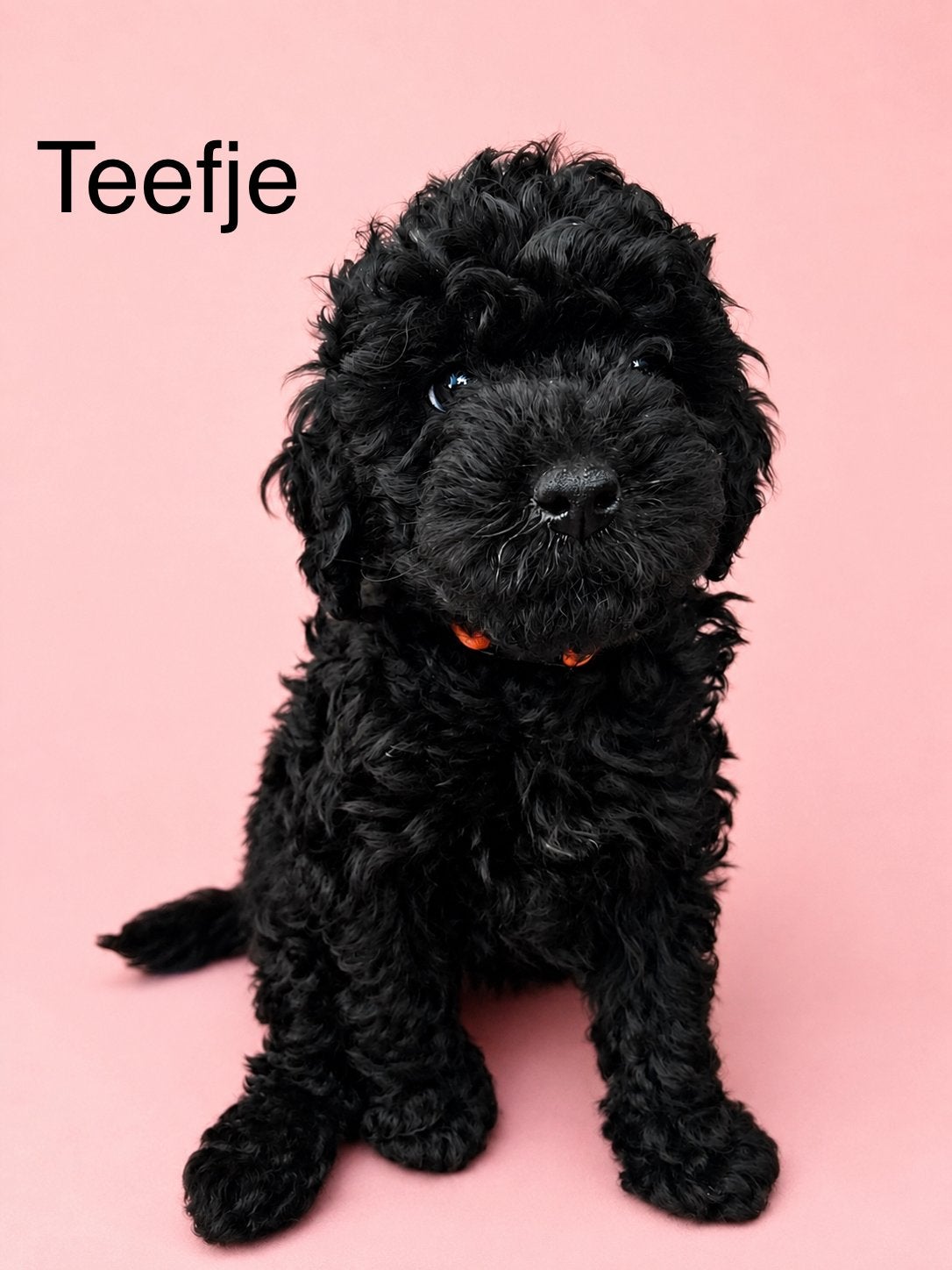 Toy poedel, Poedel, Nederland, Meerdere, Meerdere dieren