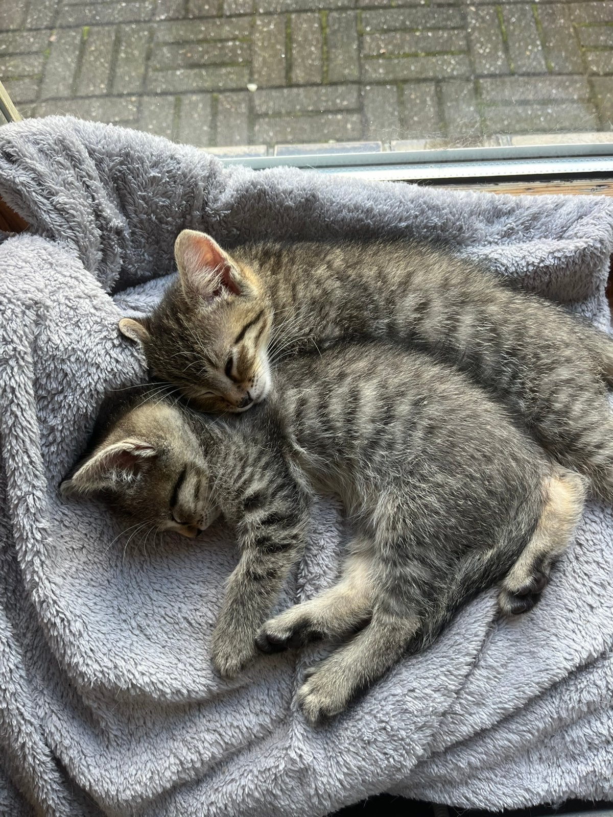 2 kittens - broertjes die graag samen blijven, Dieren en Toebehoren