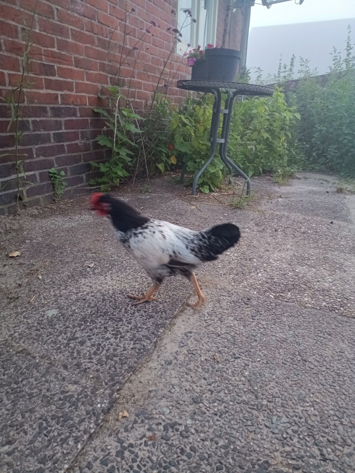 haantje, Dieren en Toebehoren, Pluimvee, Mannelijk, Kip